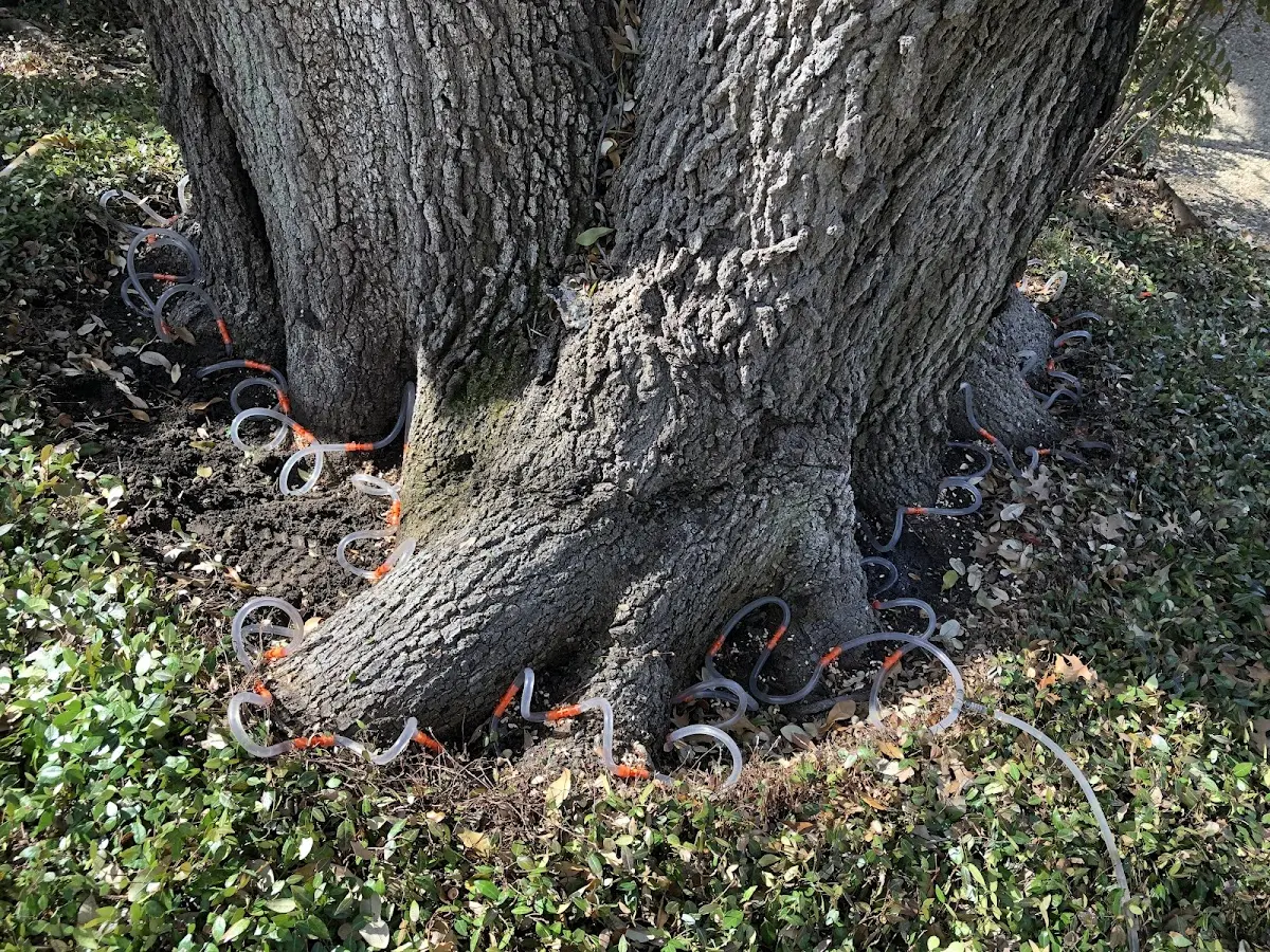 Detailed Tree Cabling and Bracing job site in Blue River