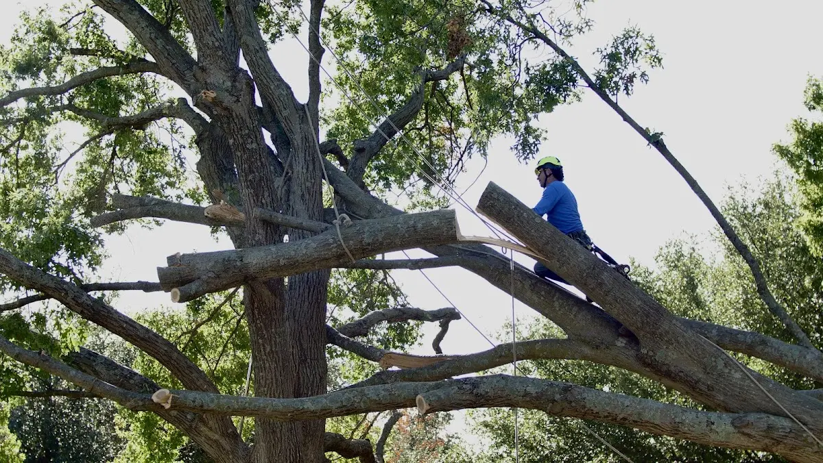 Professional Hazardous Tree Removal performed by certified arborists in Blue River