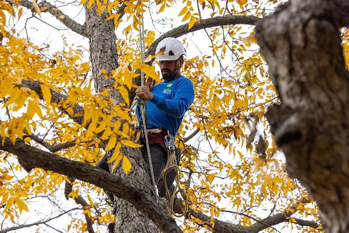 Skilled Tree Transplanting crew working in Blue River